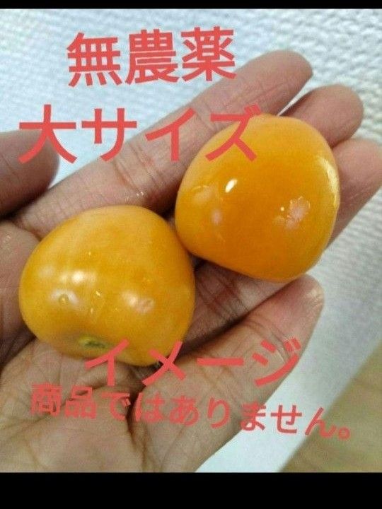 食用ほおずき種　太陽の子　種　　ほおずき種　50粒　早い者勝ち　お買い得