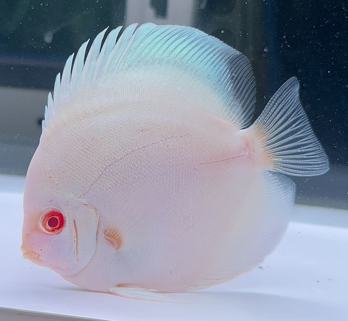 [ discus ]a ruby no ruby in platinum ③