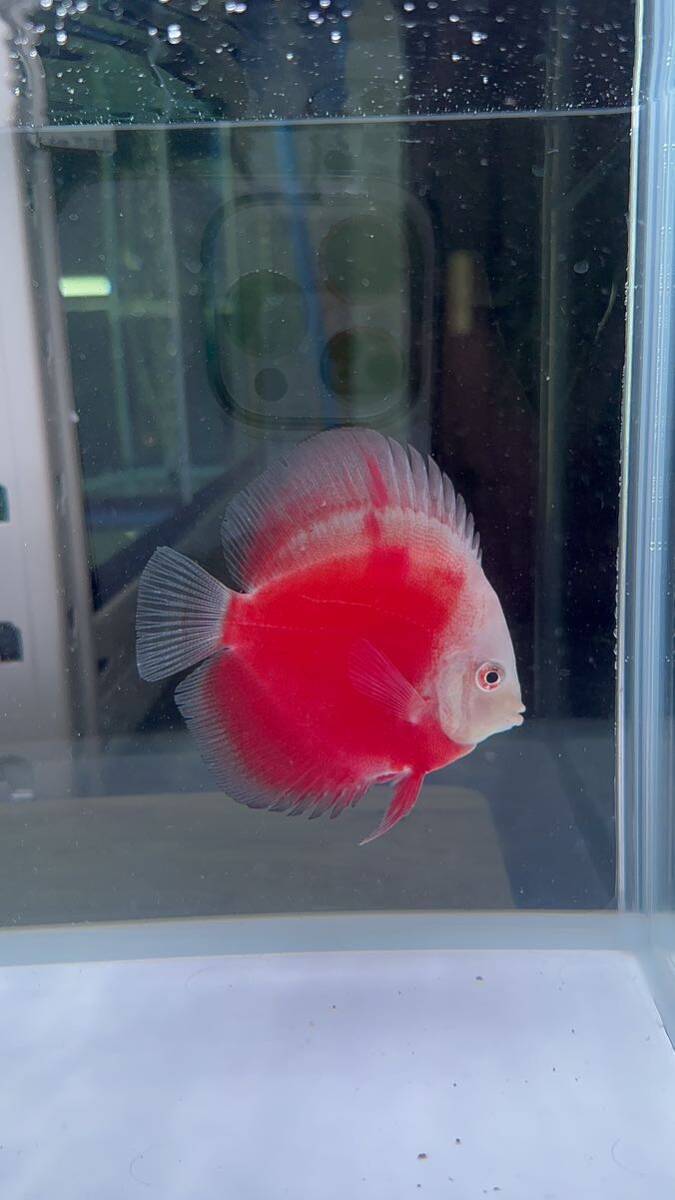 [ discus ] red Valentine 