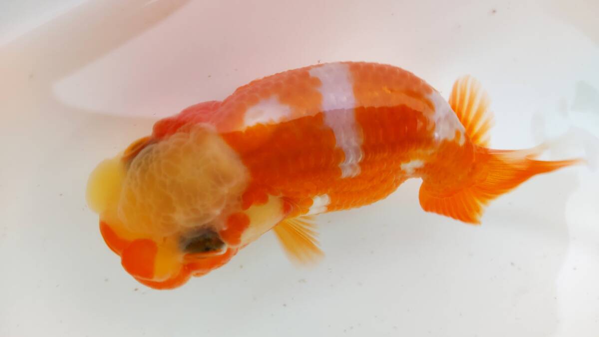 [. moreover, .. beginner golgfish .]N52.. Fuji Hara . series this year fish quality goods 