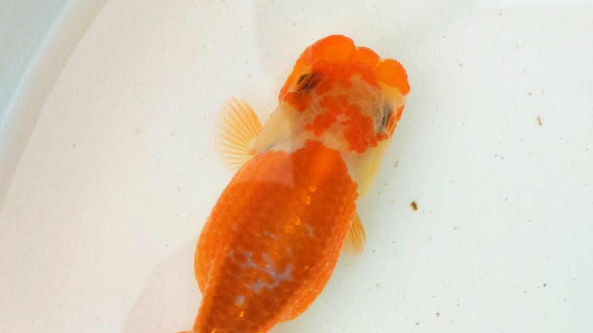 [. moreover, .. beginner golgfish .]N56.. Fuji Hara . series this year fish quality goods 