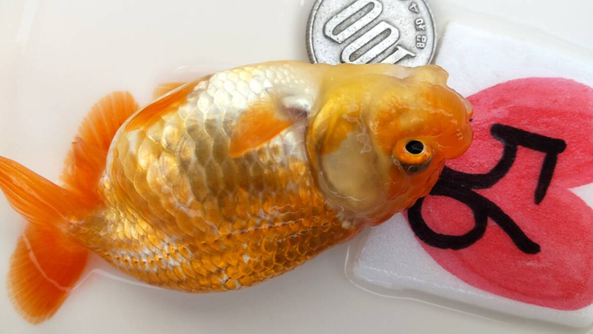[. moreover, .. beginner golgfish .]N56.. Fuji Hara . series this year fish quality goods 