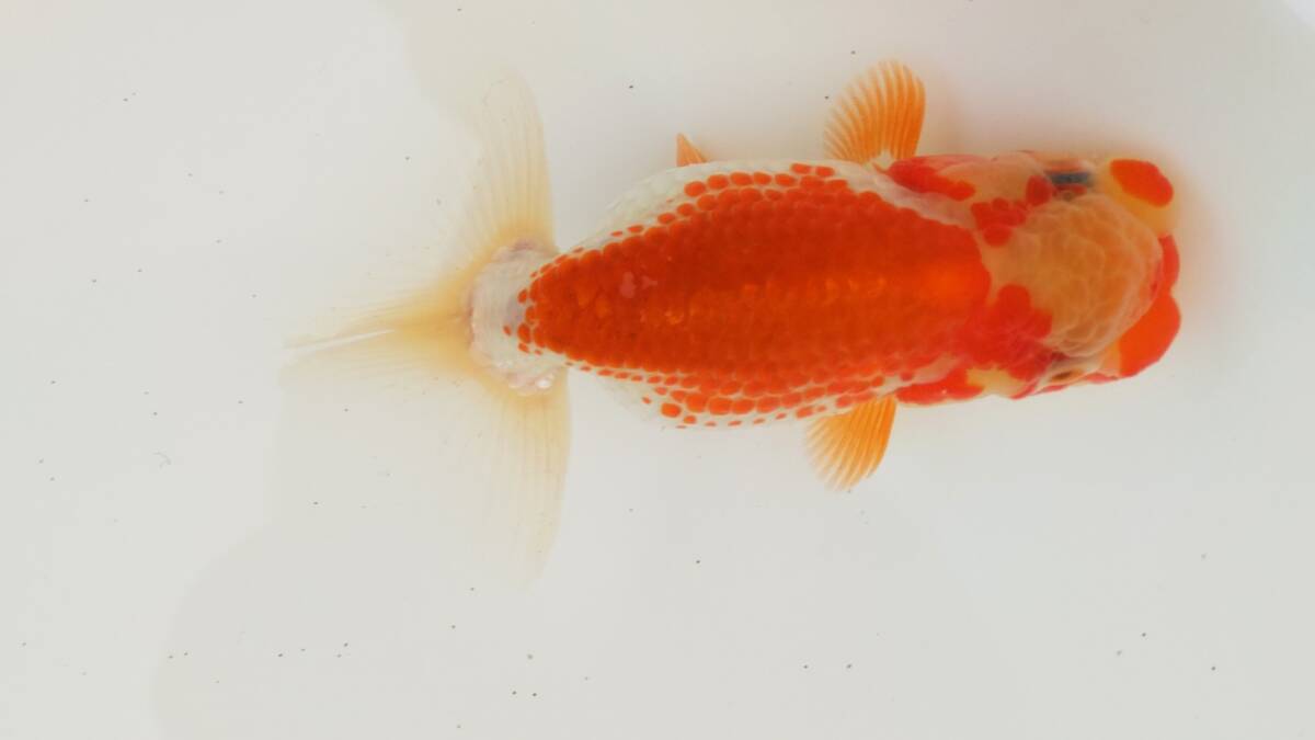 [. moreover, .. beginner golgfish .]N60.. Fuji Hara . series this year fish quality goods 