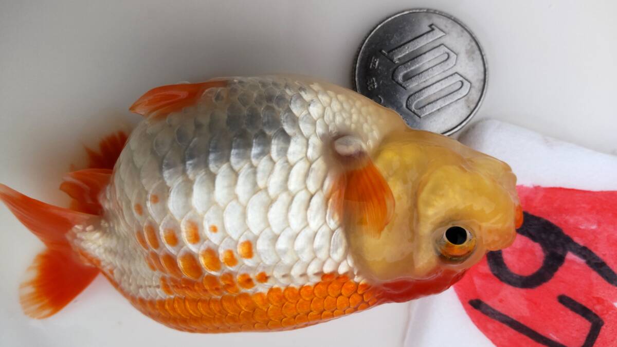 [. moreover, .. beginner golgfish .]N67.. Fuji Hara . series this year fish quality goods 