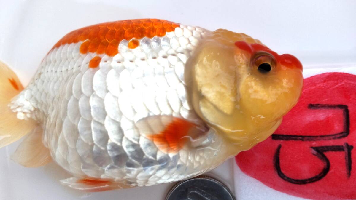 [. moreover, .. beginner golgfish .]N75.. Fuji Hara . series this year fish special selection 