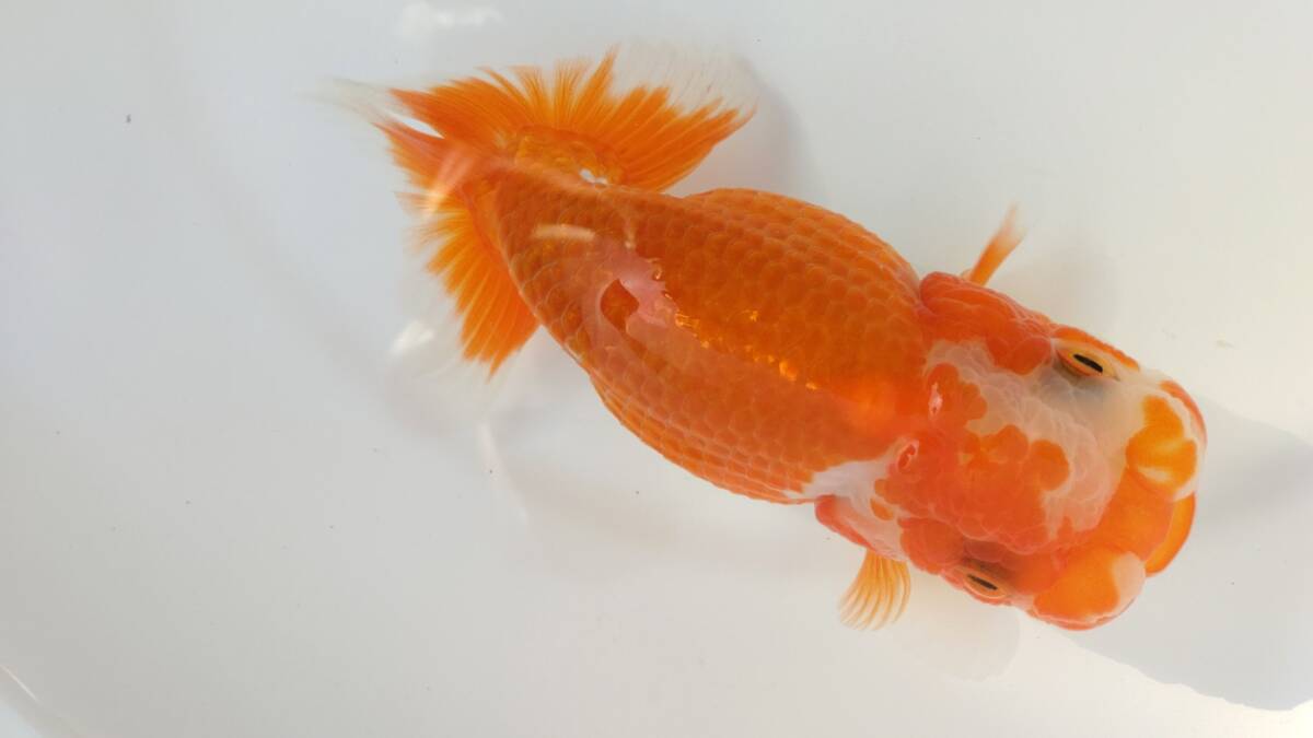 [. moreover, .. beginner golgfish .]N81.. Fuji Hara . series this year fish special selection 