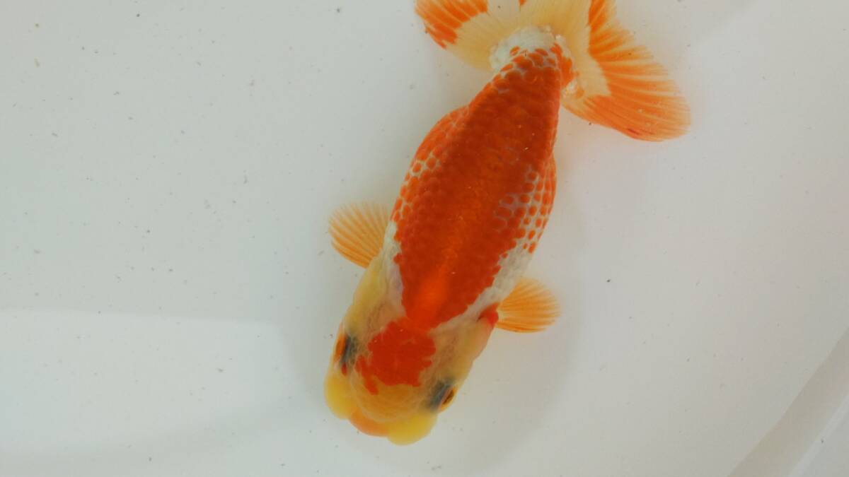 [. moreover, .. beginner golgfish .]N54.. Fuji Hara . series this year fish quality goods 
