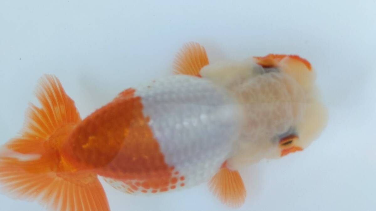 [. moreover, .. beginner golgfish .]N86.. Fuji Hara . series this year fish quality goods 