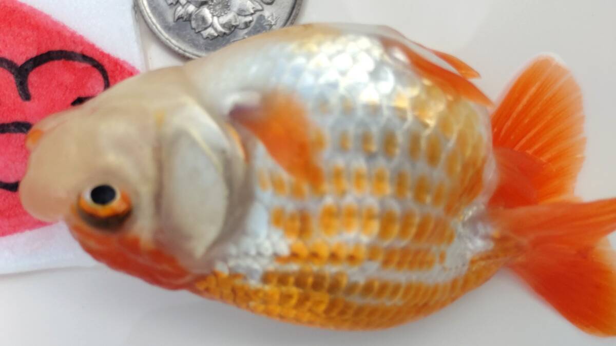 [. moreover, .. beginner golgfish .]N93.. Fuji Hara . series this year fish quality goods 
