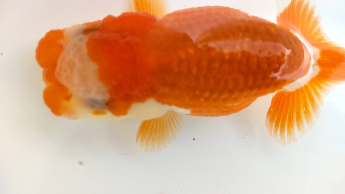 [. moreover, .. beginner golgfish .]N87.. Fuji Hara . series this year fish quality goods 