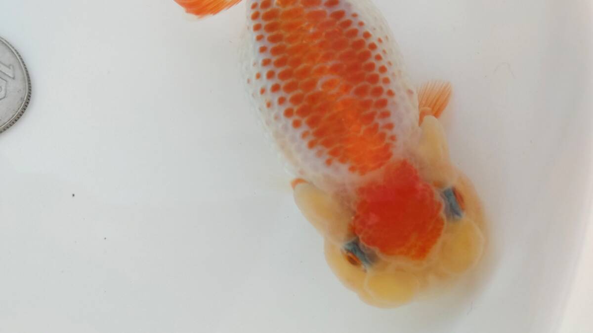 [. moreover, .. beginner golgfish .]N101.. Fuji Hara . series this year fish special selection 