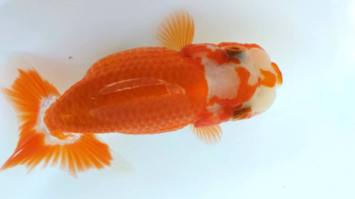 [. moreover, .. beginner golgfish .]N124.. Fuji Hara . series this year fish quality goods 