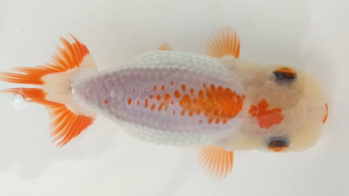 [. moreover, .. beginner golgfish .]N132.. Fuji Hara . series this year fish quality goods 