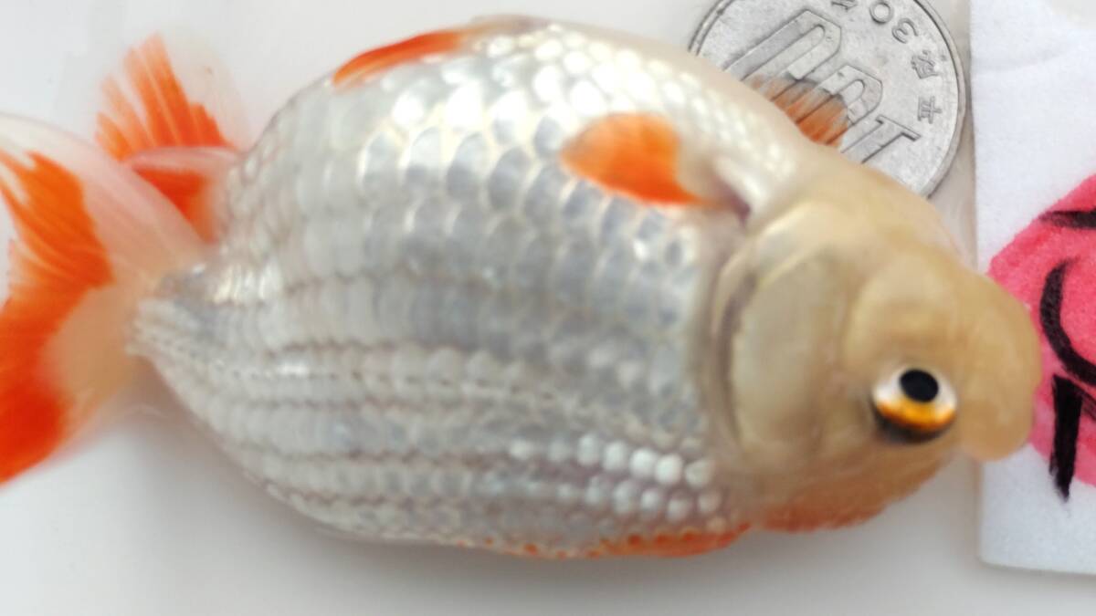 [. moreover, .. beginner golgfish .]N132.. Fuji Hara . series this year fish quality goods 