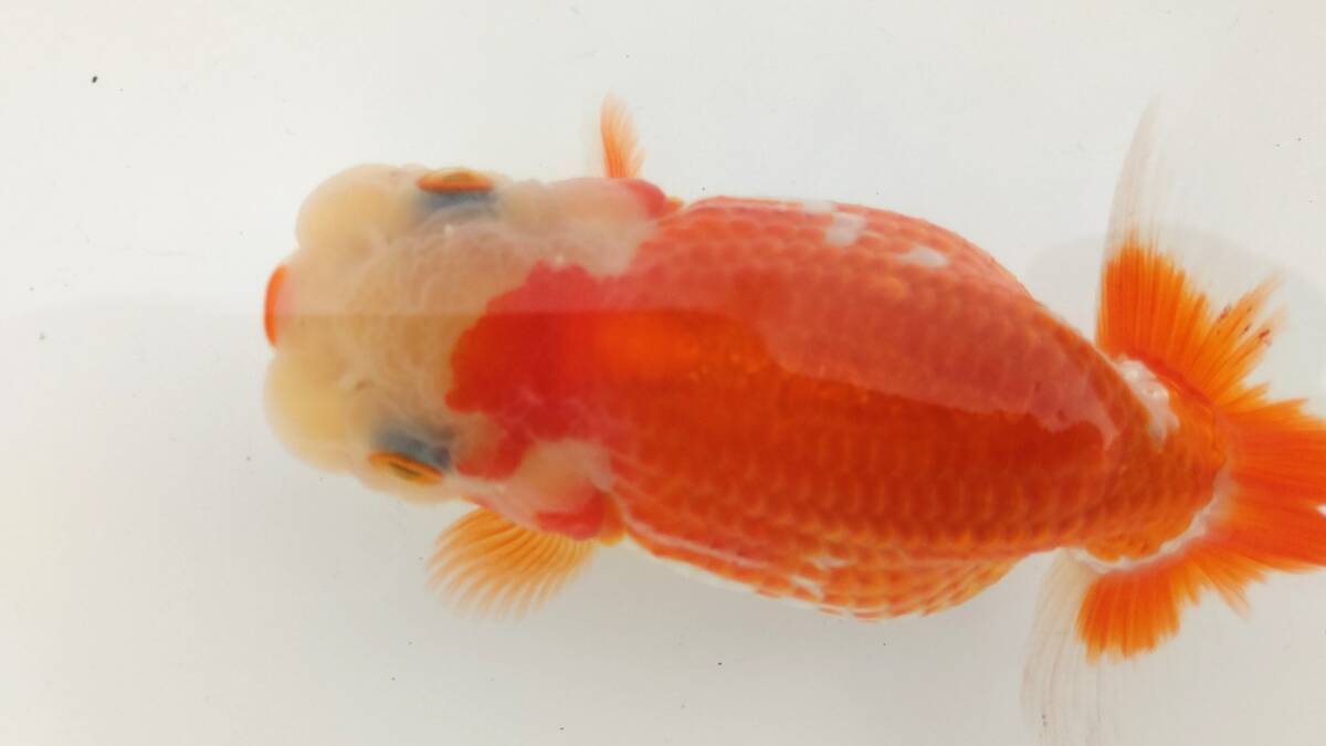 [. moreover, .. beginner golgfish .]N131.. Fuji Hara . series this year fish quality goods 