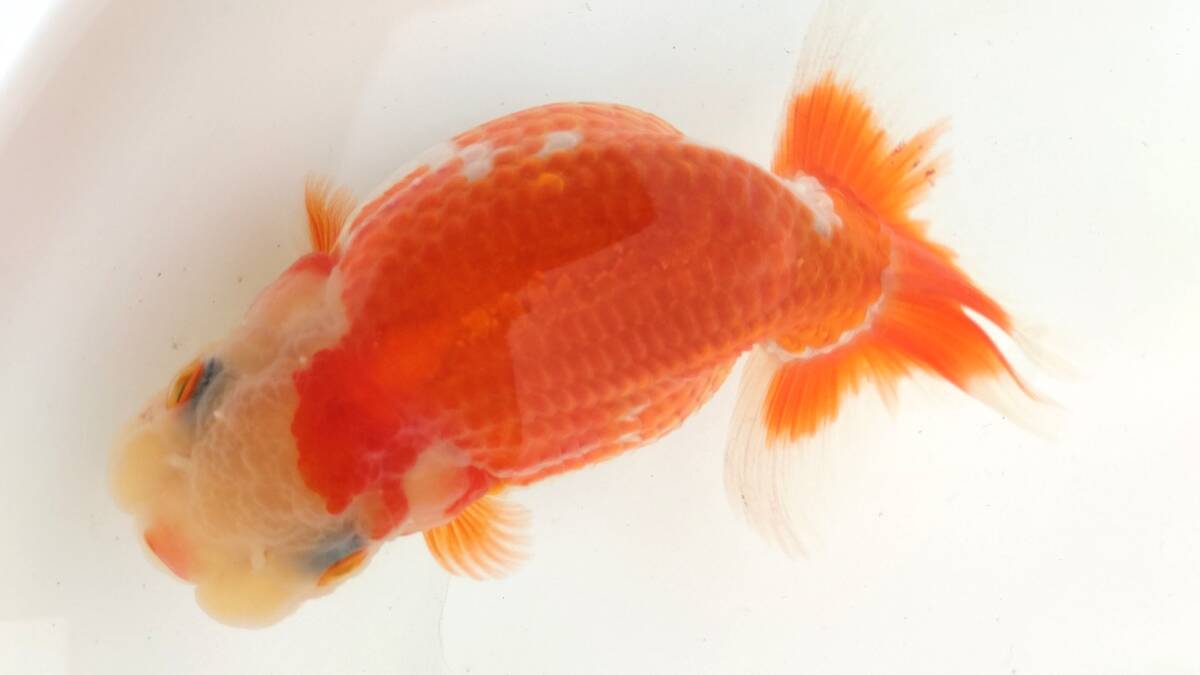 [. moreover, .. beginner golgfish .]N131.. Fuji Hara . series this year fish quality goods 