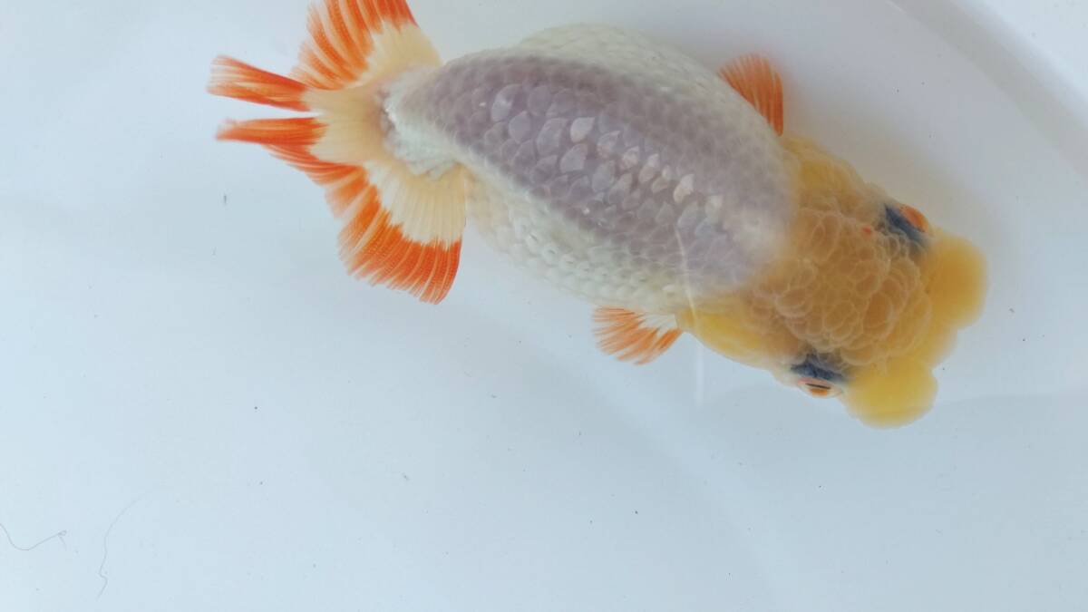 [. moreover, .. beginner golgfish .]N138.. Fuji Hara . series this year fish quality goods 