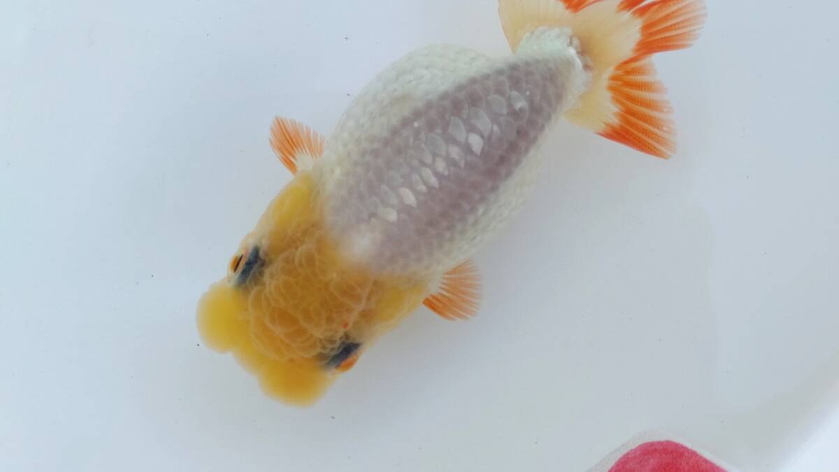 [. moreover, .. beginner golgfish .]N138.. Fuji Hara . series this year fish quality goods 