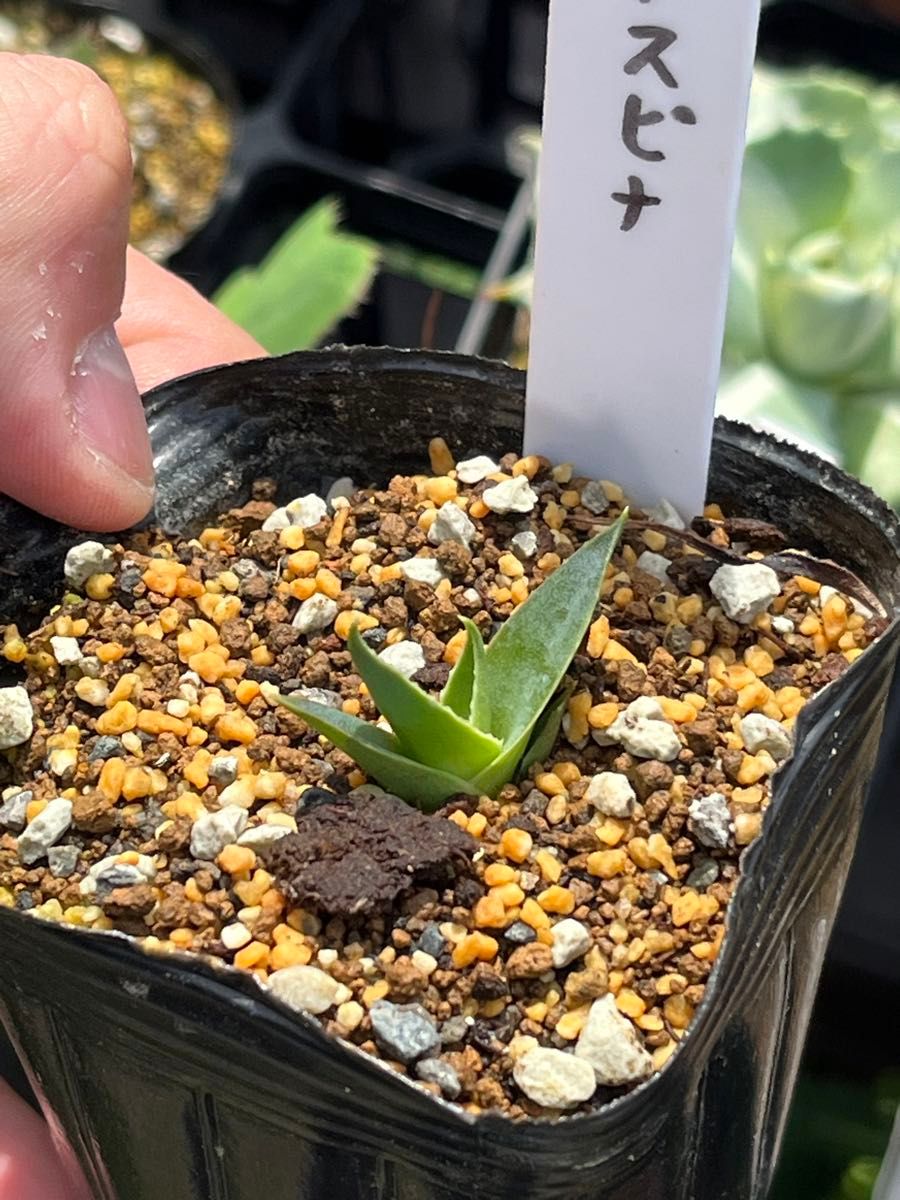 アガベ・ユタエンシス・エボリスピナ　実生苗　 アガベ 多肉植物 観葉植物 Agave