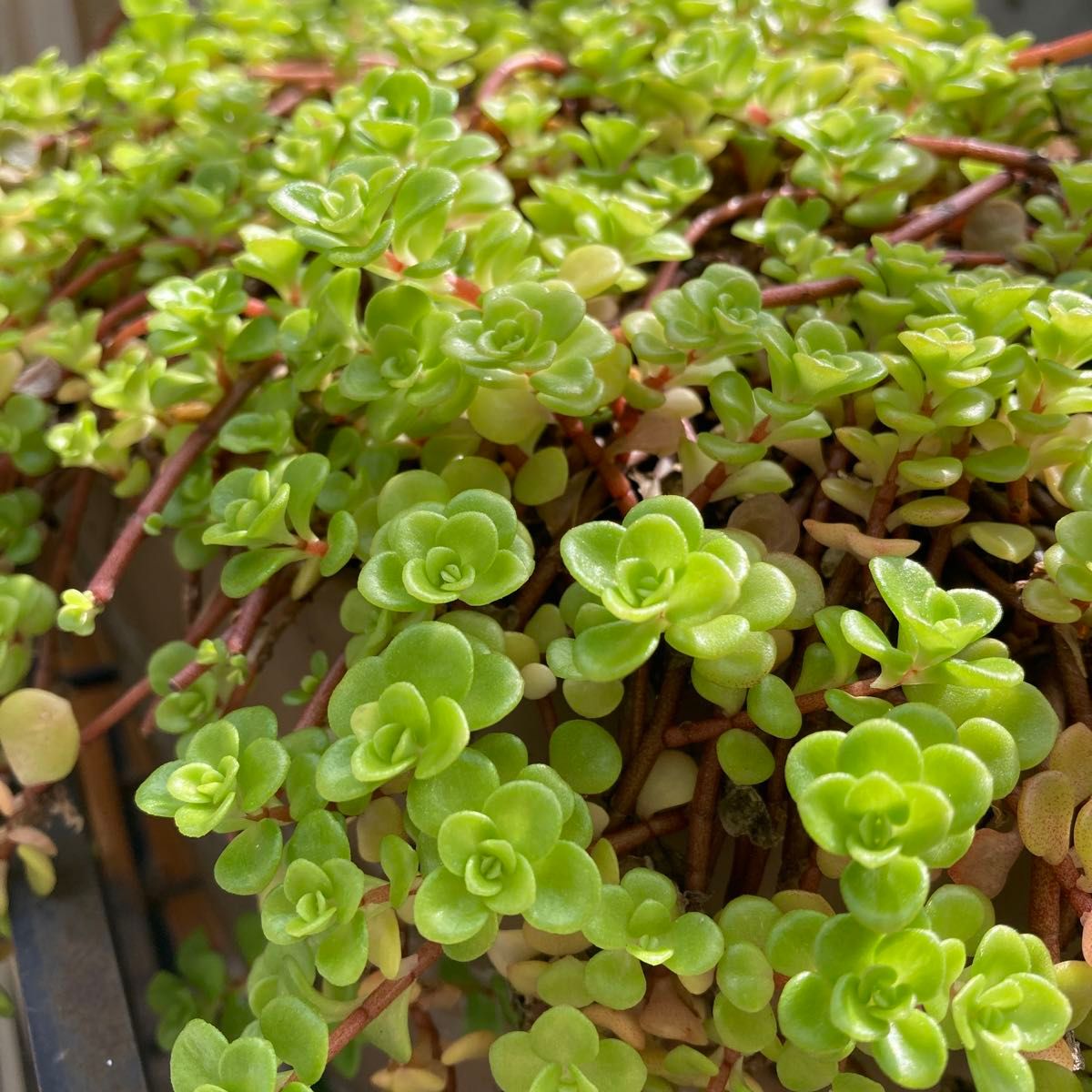 おまけ→クリスペートビューティ　多肉植物セダム寄せ植えちまちま寄せ　パープルヘイズ姫秋麗斑入りパリダムアロマティカスプロリフィカ