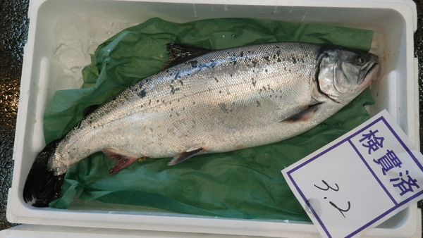 1円～北海道産さくらます3.5ｋｇ（3尾）〔Ｂ〕北港直販〔代引き不可〕サクラマス・鱒・マス_画像1