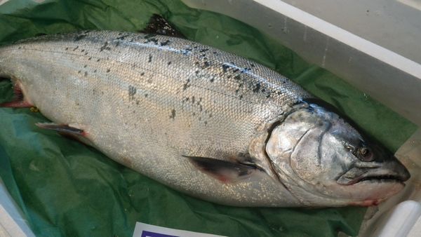 1円～北海道産さくらます3.5ｋｇ（3尾）〔Ｂ〕北港直販〔代引き不可〕サクラマス・鱒・マスの画像3