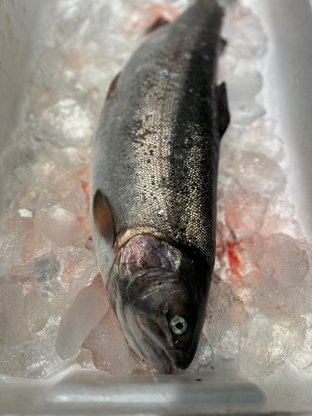 1 иен ~ Hokkaido производство Sakura salmon 1 хвост (1.7kg передний и задний (до и после) )(B) Hokkaido Sakura salmon * сосна передний salmon * форельный лосось ( наложенный платеж не возможно )