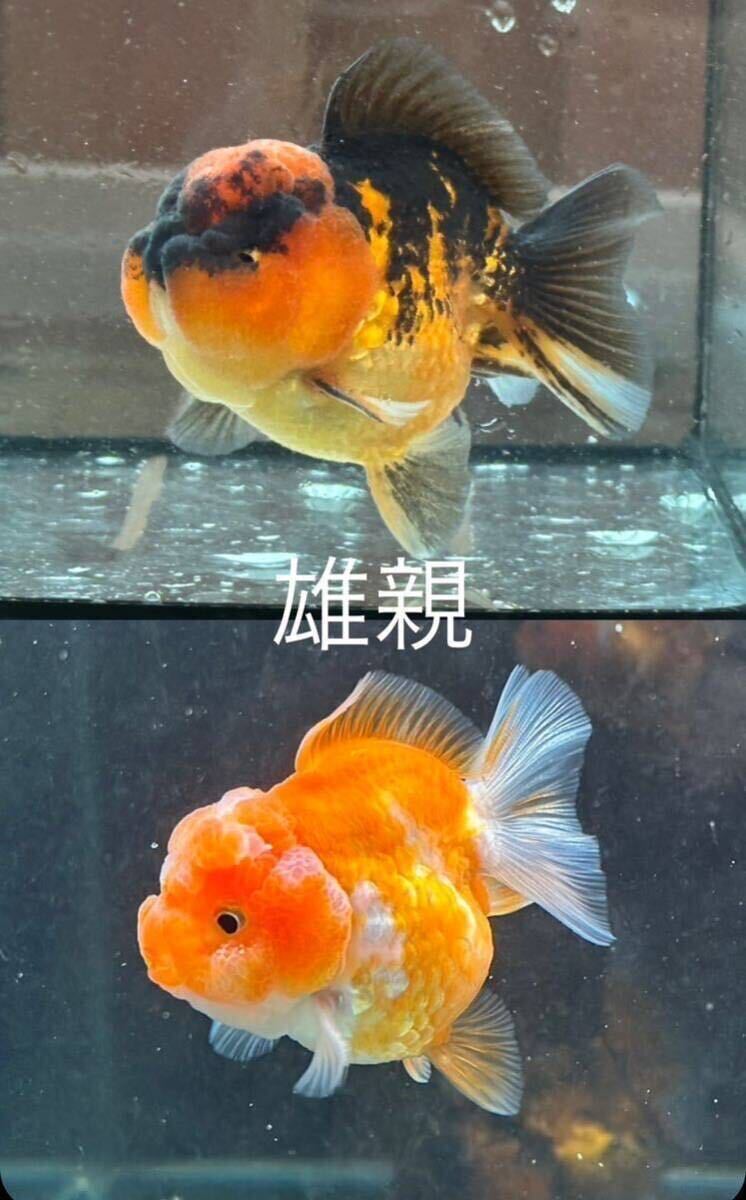 【菊穂】オランダST稚魚 選別漏れ20匹＋α ショートボディ 親魚写真あり④の画像7