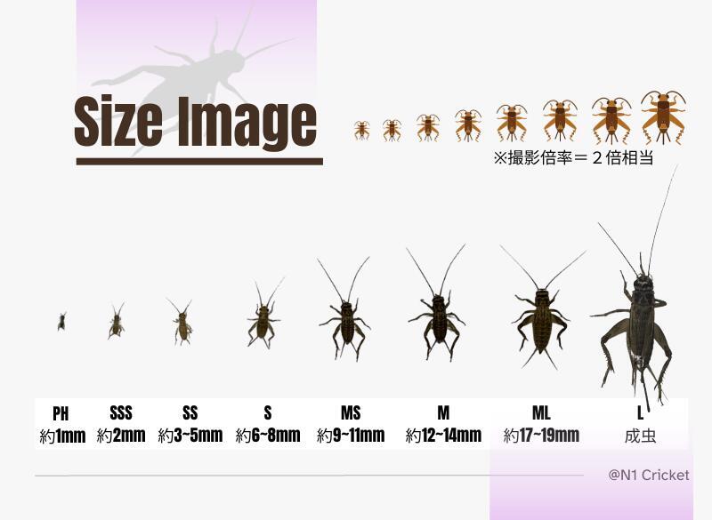 【SSSサイズ】350匹+20%　死着保証有　ヨーロッパイエコオロギ　ナンバーワンクリケット_画像3