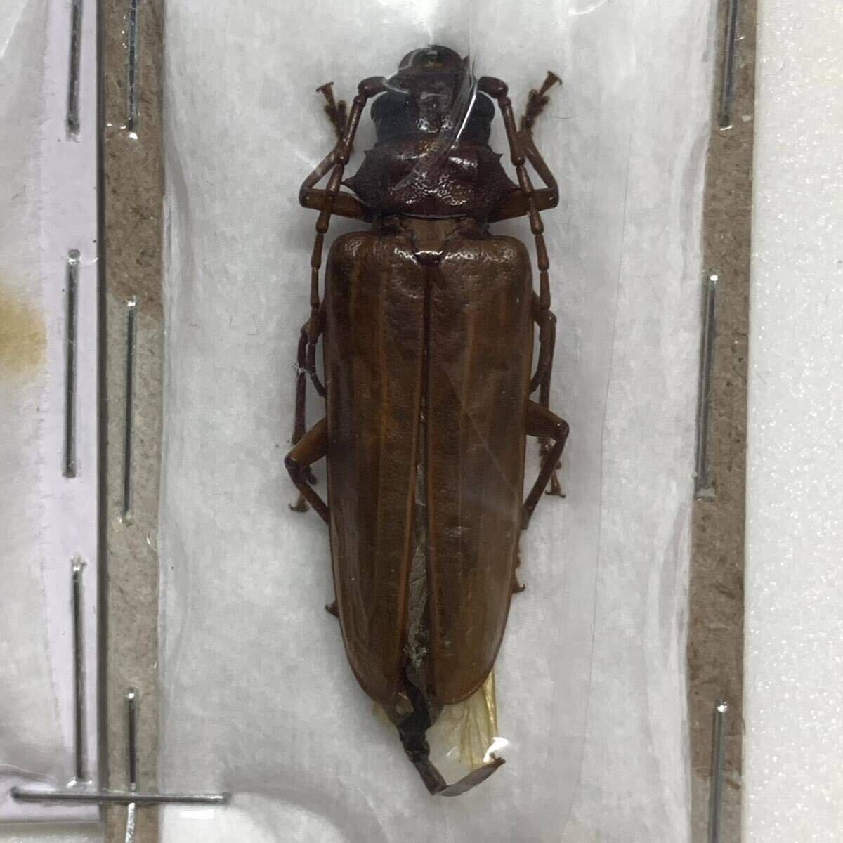 希少 フィジー産 Cacodacnus hebridanus カミキリ ペア 標本 雌雄共に35mm前後 国内での相場無いため1円スタート 昆虫標本 カミキリムシの画像3