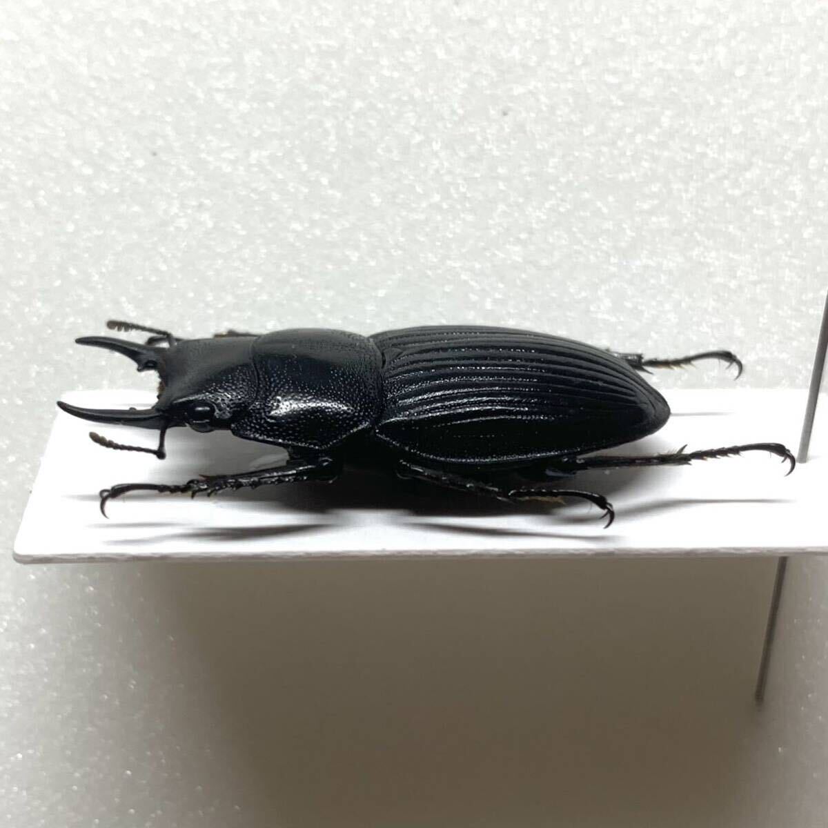 希少 フィジー タベウニ島産 ヒペルプンクタートゥスネブトクワガタ Aegus hyperpunctatus 標本 35mm ネブトクワガタ 昆虫標本 クワガタの画像3