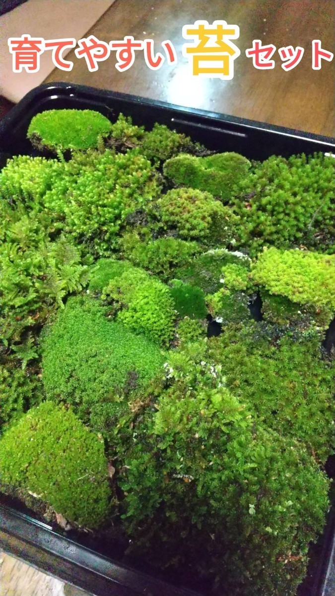 育てやすい苔セット★盆栽・植木周りに補充・テラリウム素材・おてがる配送ネコポス便発送の画像1