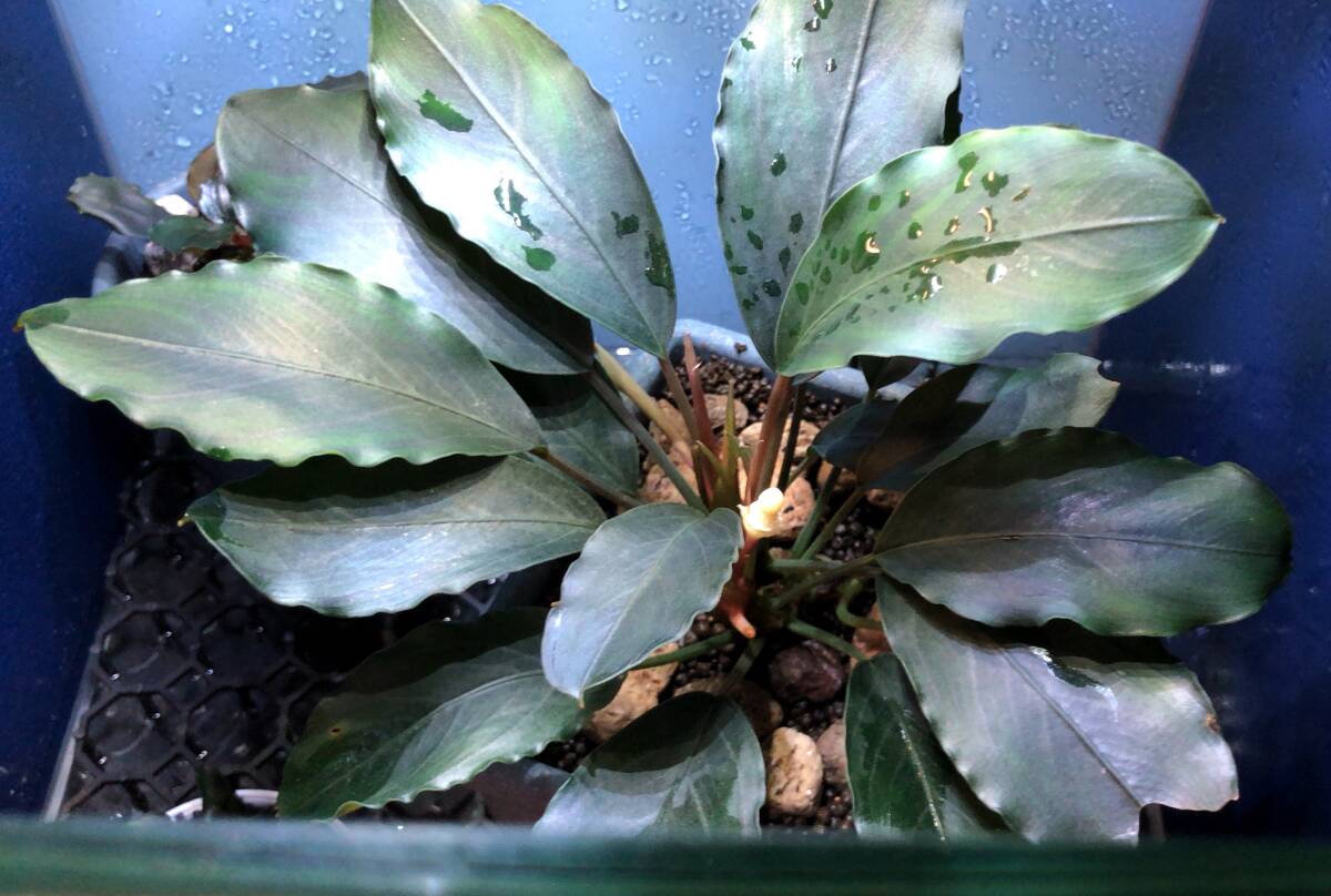ブセファランドラsp.パールグレイ【TB便】Bucephalandra sp.Pearl gray (2011年購入カット株 写真の株)の画像3