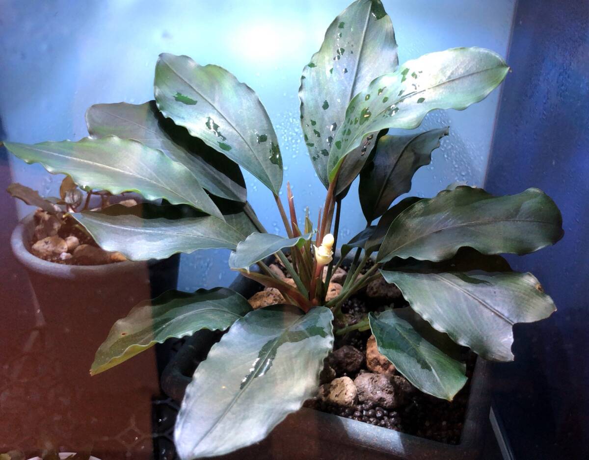 ブセファランドラsp.パールグレイ【TB便】Bucephalandra sp.Pearl gray (2011年購入カット株 写真の株)の画像1