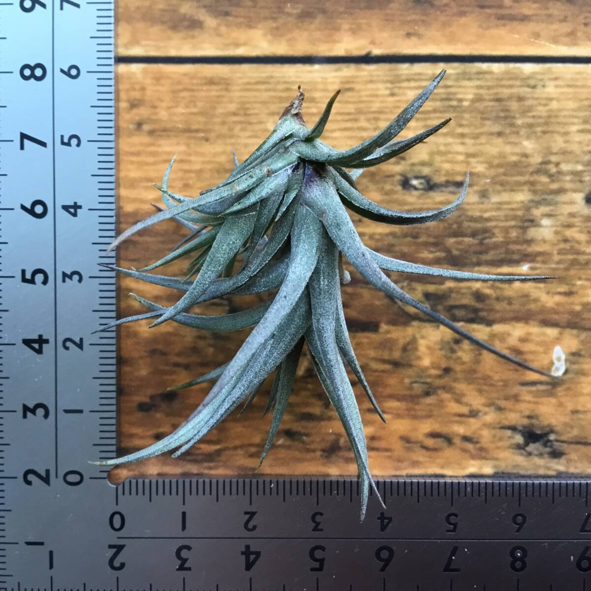 Tillandsia Aeranthos Mini Purple　チランジア　アエラントス　ミニパープル_画像2