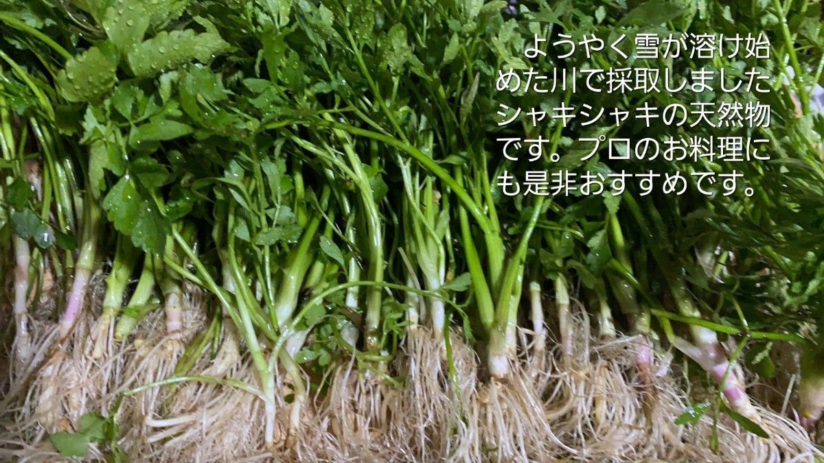 山形鳥海山清流産　天然朝摘みセリ約200g(せり)芹　セリ　春野菜　山菜