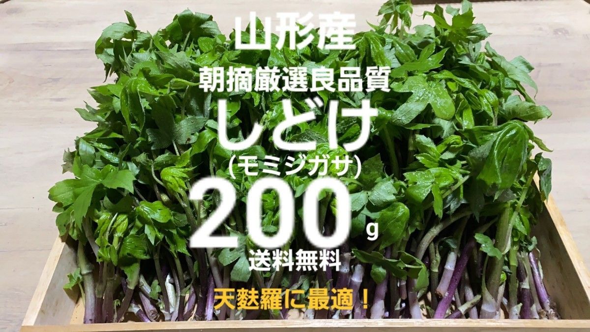 山形庄内鳥海山産　朝摘天然しどけ(モミジガサ)約200g　春野菜　山菜　天麩羅