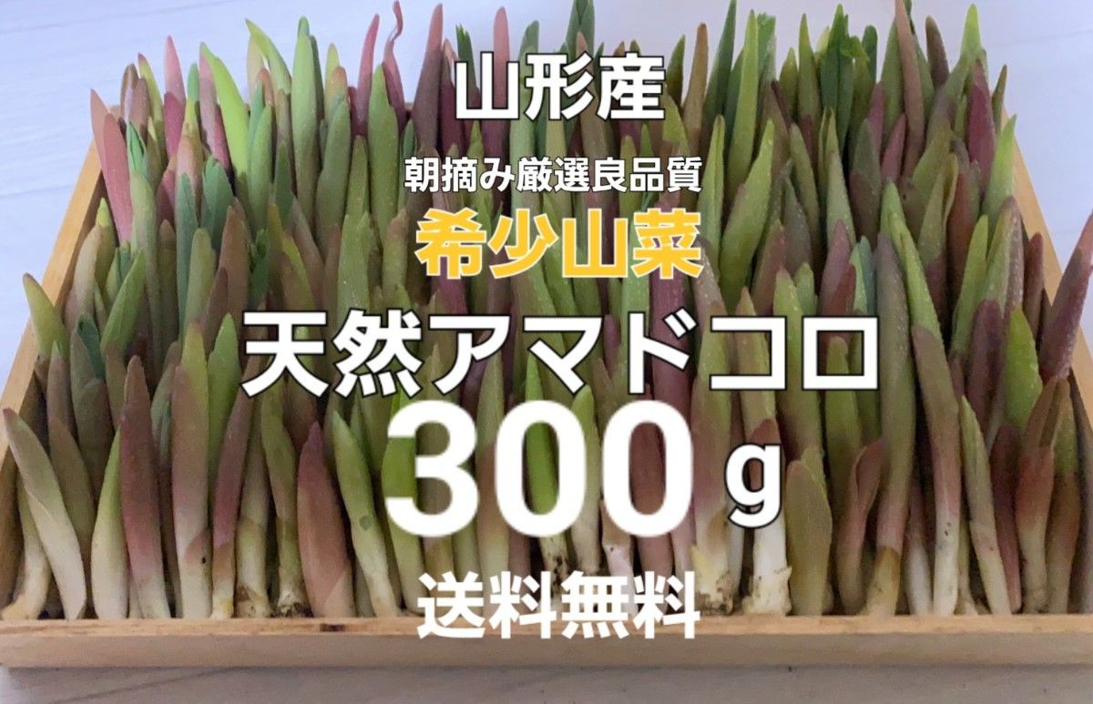 山形鳥海山清流産　天然朝摘みアマドコロ約300g　あまどころ　春野菜　山菜