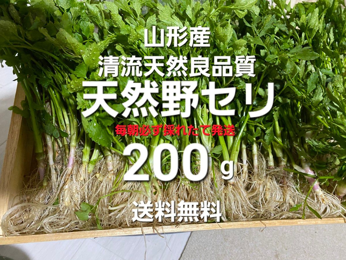 山形庄内鳥海山清流産　朝摘み野セリ約200g(天然せり)芹　セリ　春野菜　山菜