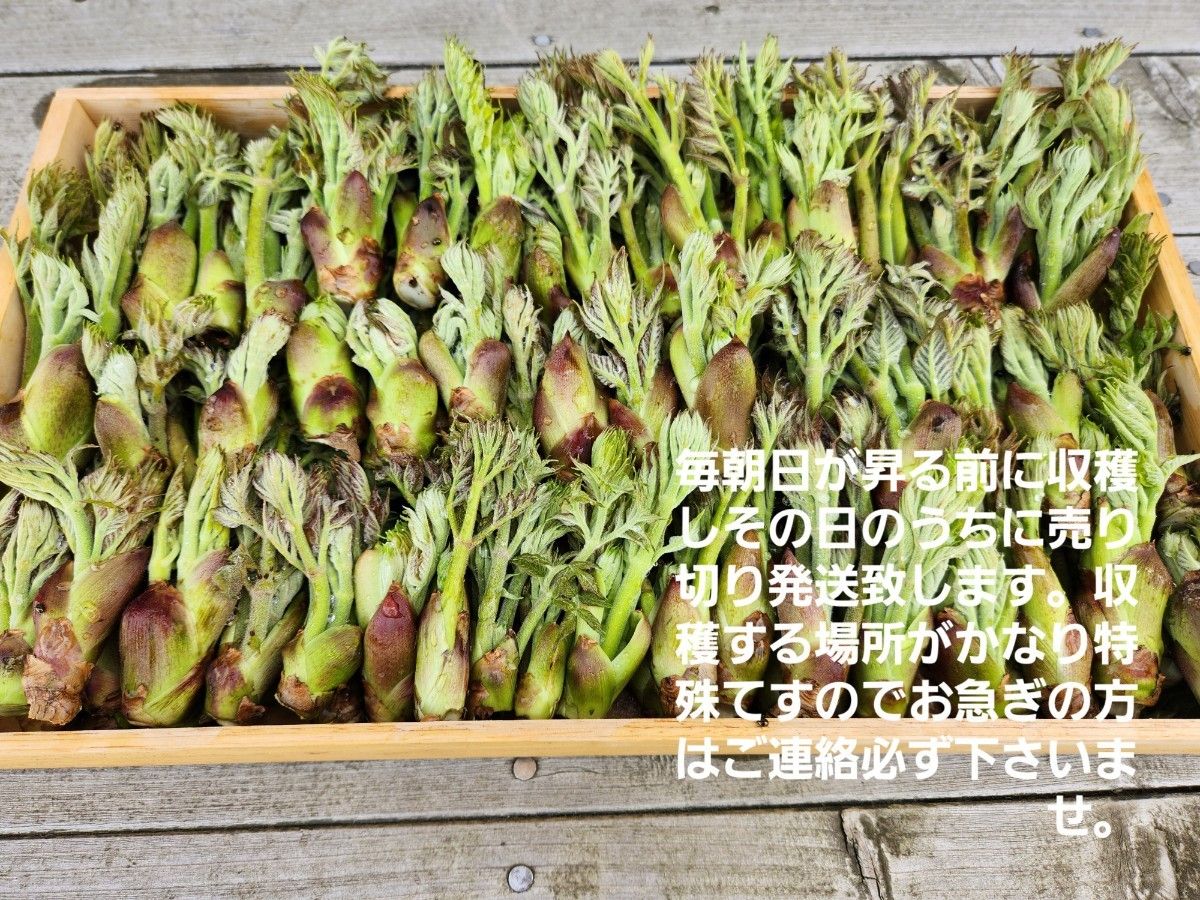 山形庄内鳥海山産　朝摘み天然たらの芽約200g　タラの芽　春野菜　山菜