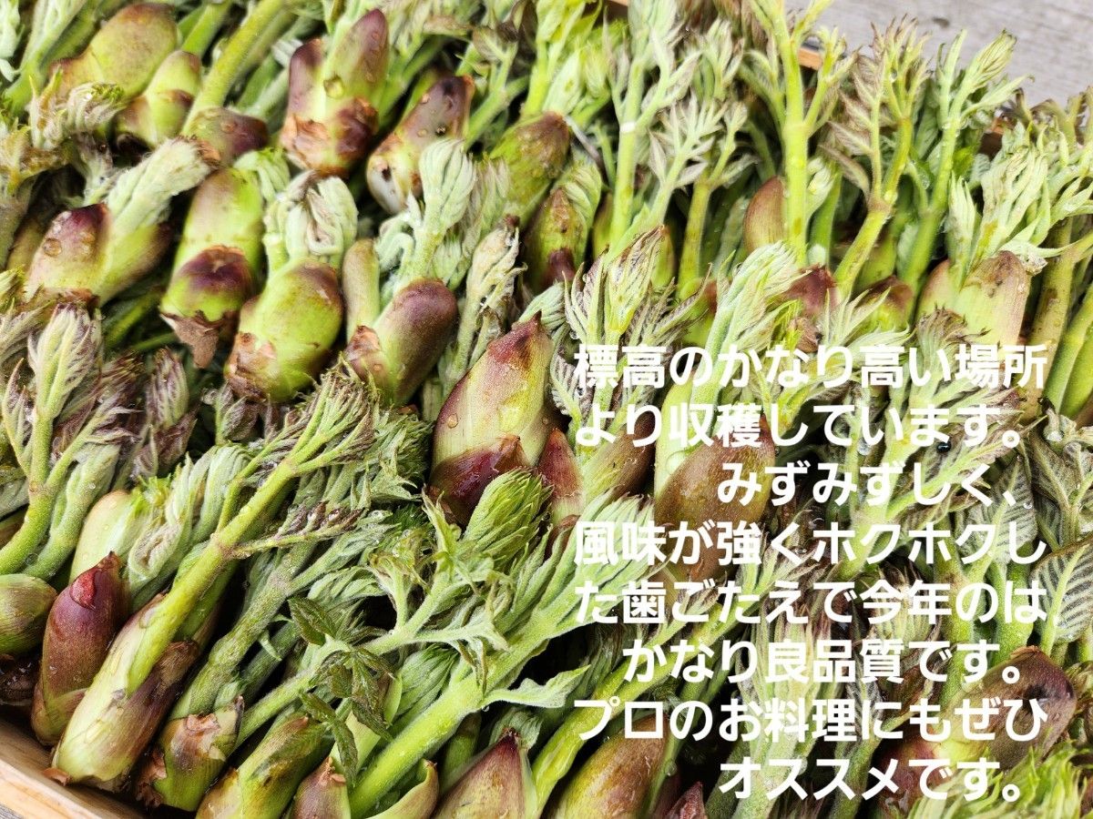 山形庄内鳥海山産　朝摘み天然たらの芽約200g　タラの芽　春野菜　山菜