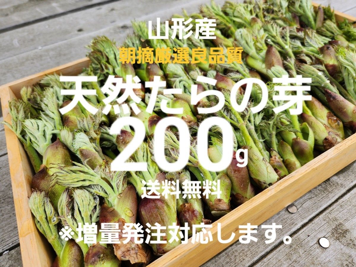 山形庄内鳥海山産　朝摘み天然たらの芽約200g　タラの芽　春野菜　山菜