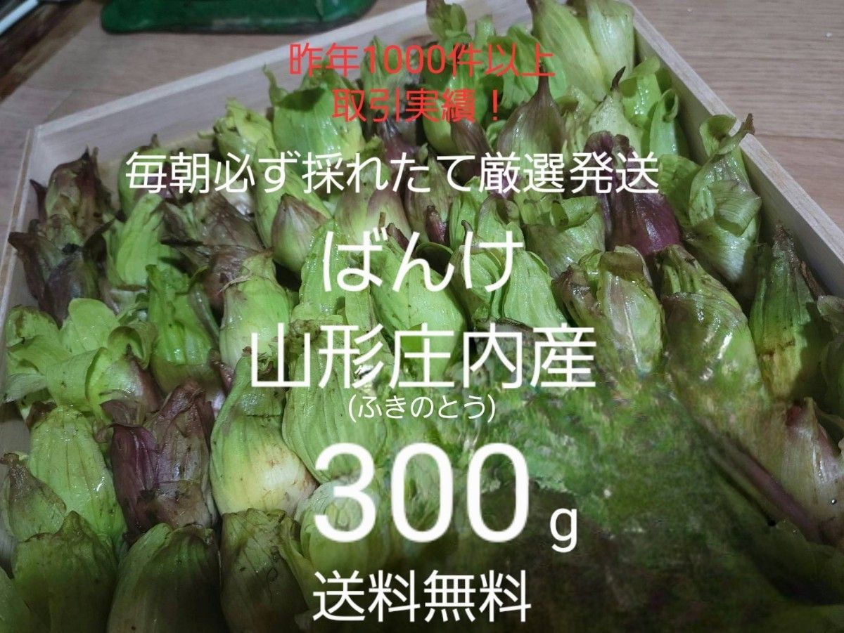 山形庄内鳥海山清流産　朝摘みばんけ約300g(ふきのとう)　蕗の薹　春野菜　山菜