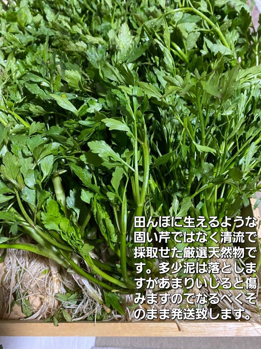 山形鳥海山清流産　天然朝摘みセリ約200g(せり)芹　セリ　春野菜　山菜