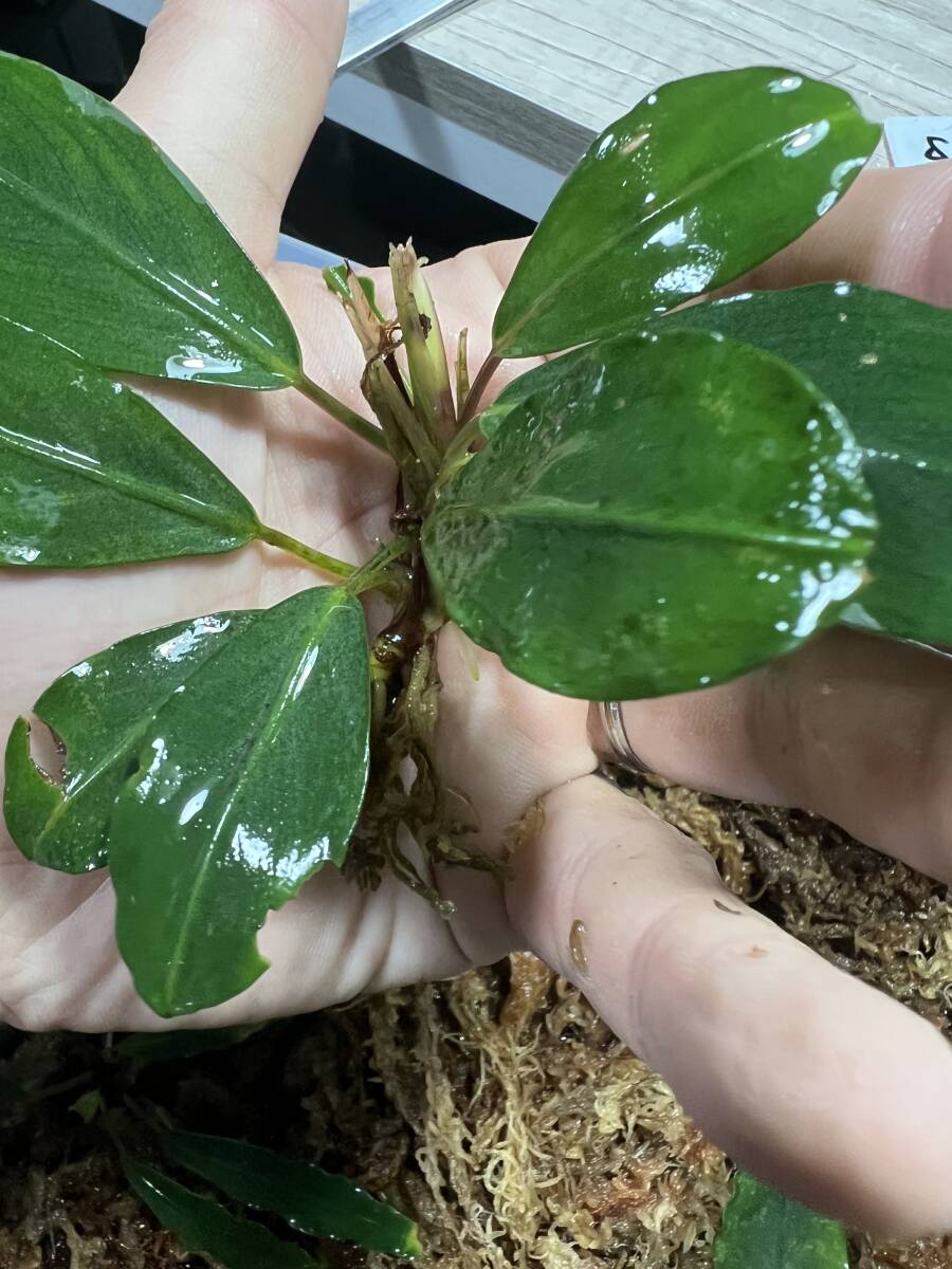 【エビオドリ】Bucephalandra Silver Gray ブセファランドラ　シルバーグレイ1株　ラメ多め_画像9