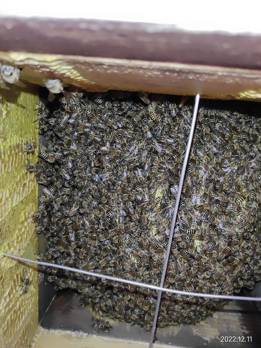 日本ミツバチ 誘引剤 500ml 実績有 花粉 はちみつ混入 濃厚 香りで誘引_画像4