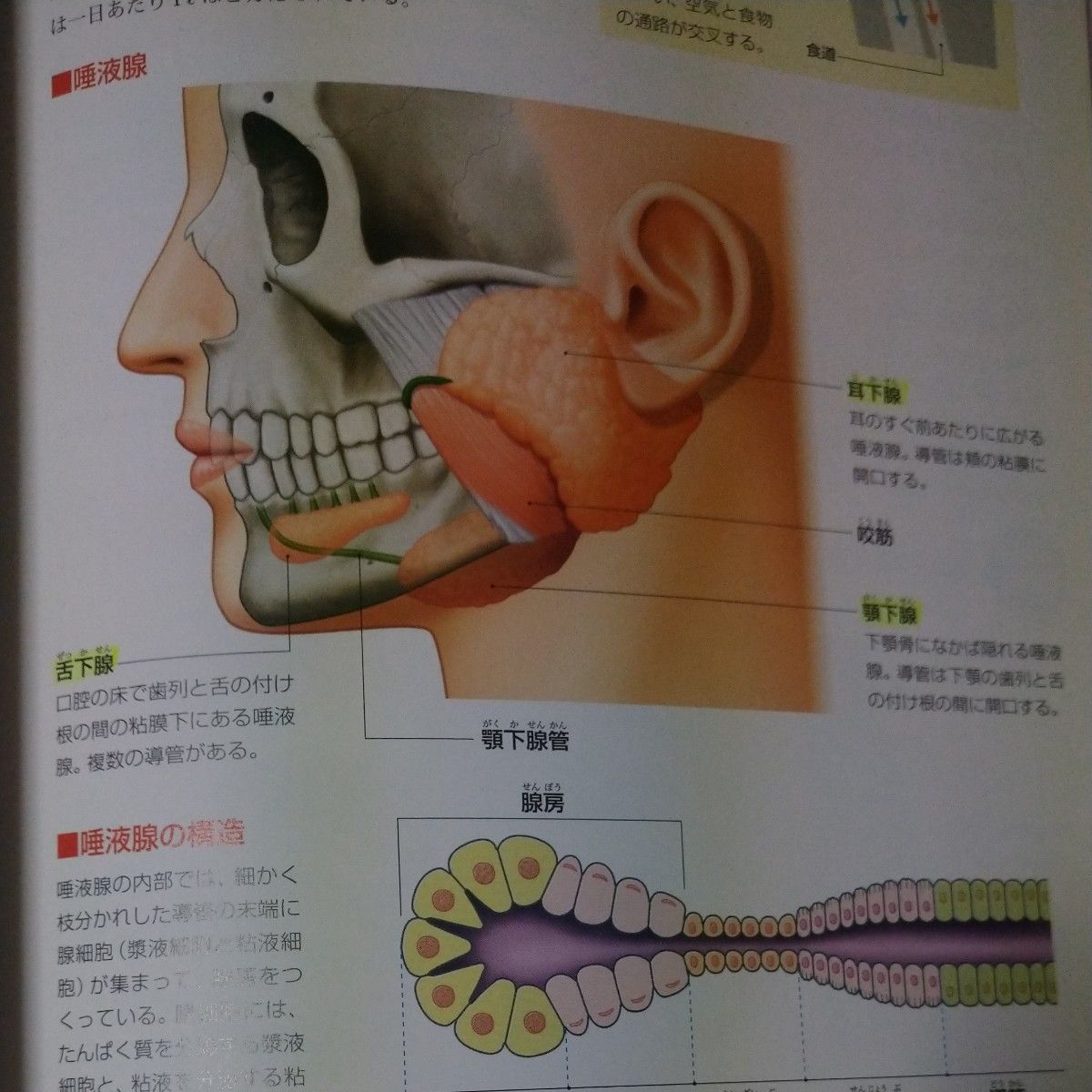 ぜんぶわかる人体解剖図 系統別・部位別にわかりやすく ぜんぶわかる人体解剖図 系統別・部位別にわかりやすく