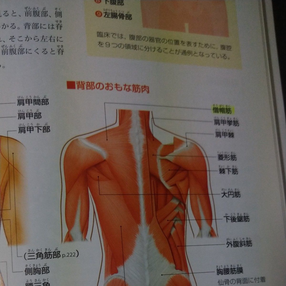 ぜんぶわかる人体解剖図 系統別・部位別にわかりやすく ぜんぶわかる人体解剖図 系統別・部位別にわかりやすく