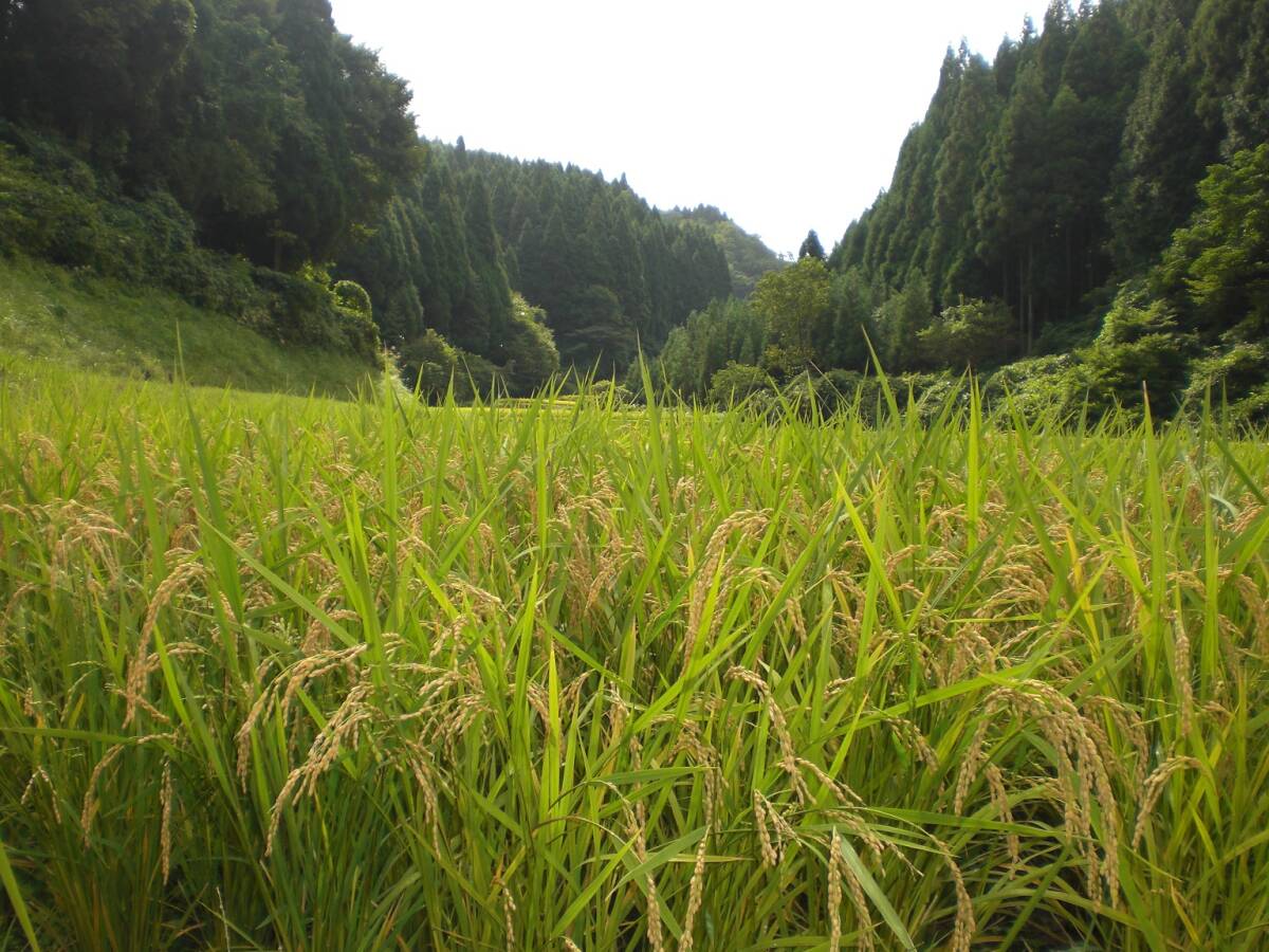 【復興米】５年産 コシヒカリ 玄米２４㎏⑤ 石川県輪島産 農家直送 遠赤外線乾燥 無農薬栽培 世界農業遺産 紙袋で発送の画像3