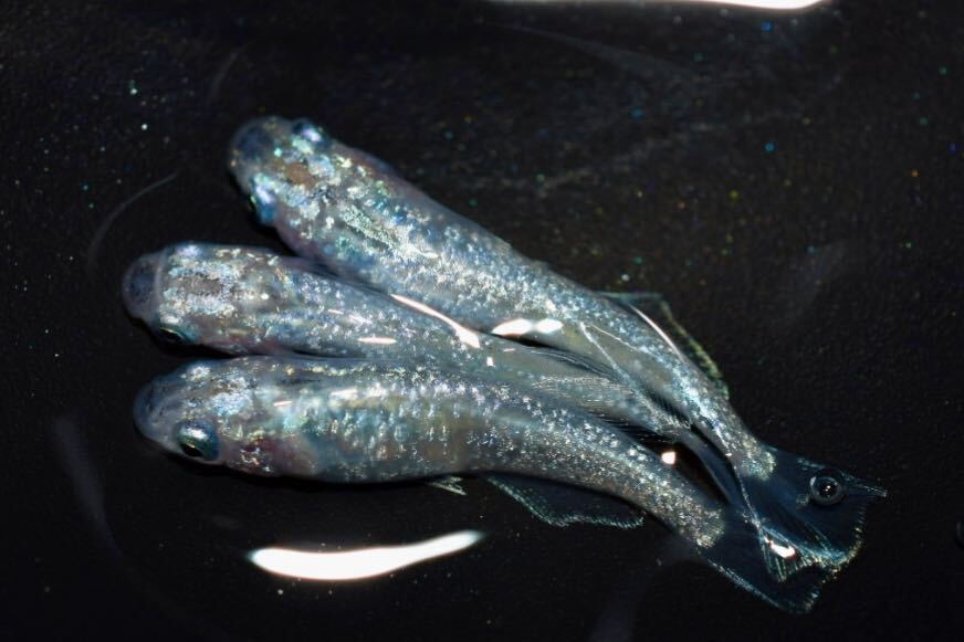 ウーブメダカ『ゴブリン』若魚トリオ オス1メス2匹 22A ヒカリ体型の画像2